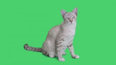 4 k Tabby yavru kedi oturma ve chroma anahtar arka planda, yeşil ekran etrafa
