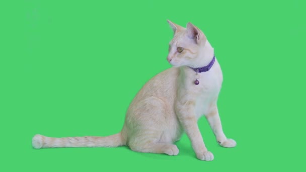 Gestromtes Kätzchen Sitzt Und Schaut Sich Auf Chroma Schlüsselhintergrund Grüner — Stockvideo