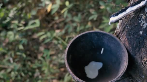 Raw Rubber Milk Dropping Bowl — Stock Video
