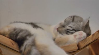 uyku, yavaş hareket 4 k güzel İskoç fold tabby yavru kedi