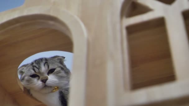 Adorável Escocês Dobrar Tabby Gatinho Dormindo Câmera Lenta — Vídeo de Stock