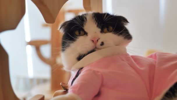 可爱的小猫咪舔它自己 自我清洁 慢动作 — 图库视频影像