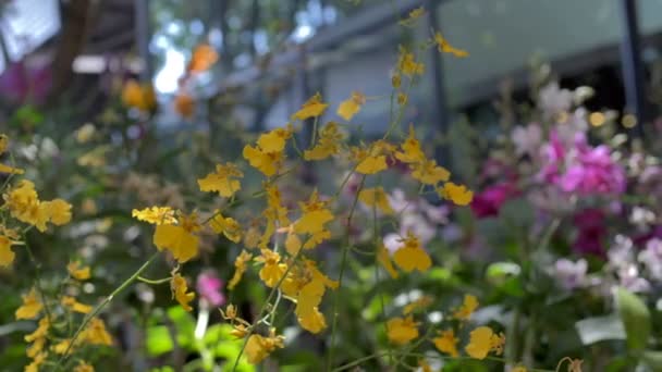 Zweig Der Orchideenblüte Garten — Stockvideo