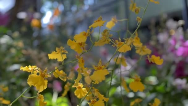 Grenen Orchid Blossom Trädgården — Stockvideo