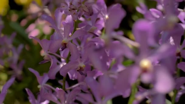 Bahçede Orkide Çiçeği Dalı — Stok video
