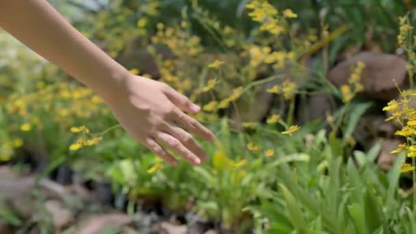 スローモーション女性ハンドタッチ夏の経路に沿って蘭の花 — ストック動画