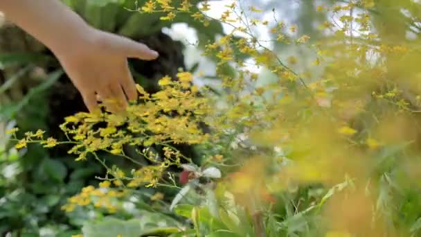 スローモーション女性ハンドタッチ夏の経路に沿って蘭の花 — ストック動画