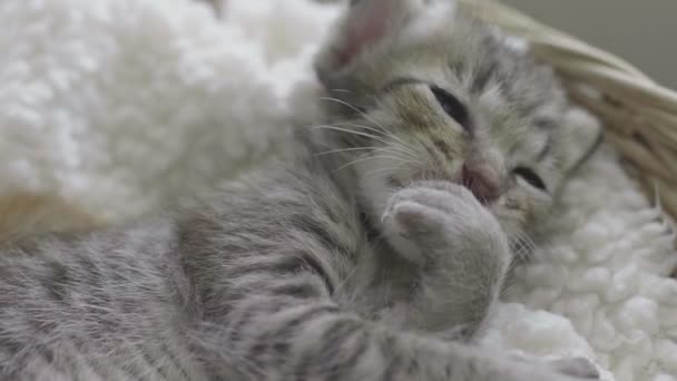 Lento Movimento Close Lovely Recém Nascido Gatinho Lambendo Auto Olhando — Vídeo de Stock