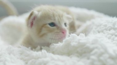 Kamera, tatlı ve yumuşak duygu bakarak güzel yenidoğan kedi yavrusu yavaş hareket yakın çekim
