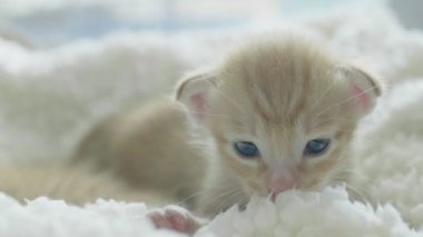 Kamera, tatlı ve yumuşak duygu bakarak güzel yenidoğan kedi yavrusu yavaş hareket yakın çekim