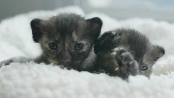 慢动作 特写可爱的新生小猫 看着相机 甜蜜而柔和的感觉 — 图库视频影像