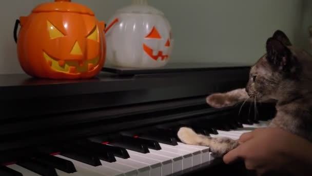 Eine Lustige Katze Und Ein Mensch Beim Gemeinsamen Klavierspielen Halloween — Stockvideo
