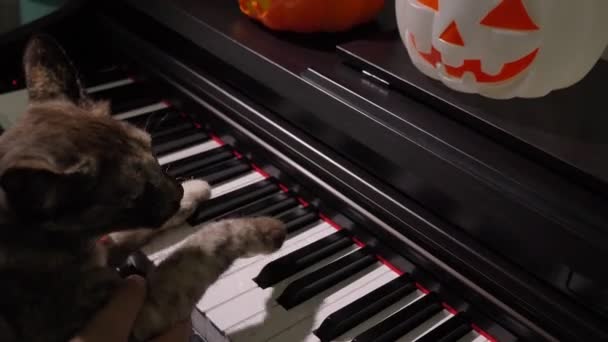 Een Grappige Kat Mens Spelen Een Piano Halloween Samen — Stockvideo