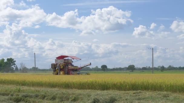 Kombájn Betakarító Rizs Rizsterületen Napsütéses Napon — Stock videók