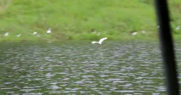 Aigle Neigeux Vivant Dans Lac — Video