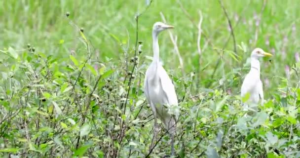 Snowy Egret Fågeln Lever Sjön — Stockvideo