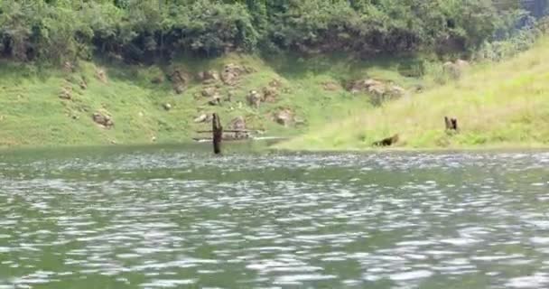 นกอ เกรทห มะอาศ ยอย ในทะเลสาบ — วีดีโอสต็อก