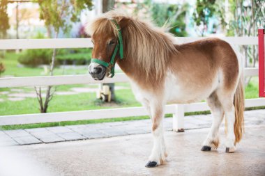 Cüce at çiftliğinde