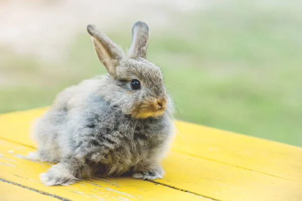Conejo Gris Frente Granero Conejos — Foto de Stock