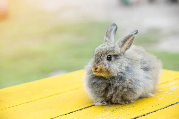 Conejo Gris Frente Granero Conejos — Foto de Stock