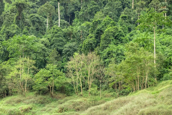 Floresta Tropical Meio Tailândia Nakhonnayok Thailand — Fotografia de Stock