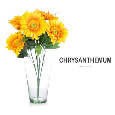 Kasımpatı çiçeği izole beyaz arka plan üzerinde yaratıcı düzeni yapılmış.