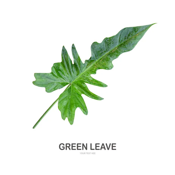 Green Leave Isolate White Background — Stock Photo, Image