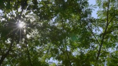 Yeşil yaprak güneşli gün, uzun yeşil ağaç alt görünümü, görünüm ağaçların arasından, 4 k yavaş hareket satırları