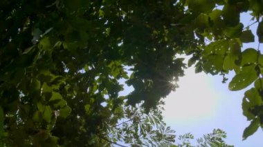Yeşil yaprak güneşli gün, uzun yeşil ağaç alt görünümü, görünüm ağaçların arasından, 4 k yavaş hareket satırları