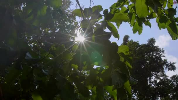 Groene Blad Zonnige Dag Lijnen Van Lange Groene Boom Uit — Stockvideo