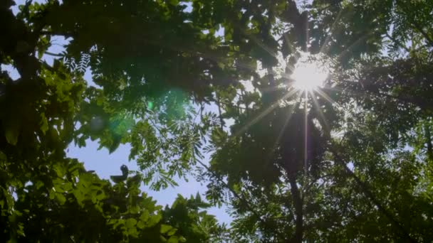 Feuille verte le jour ensoleillé, lignes de grand arbre vert de la vue du bas, vue à travers les arbres, 4K Mouvement lent 