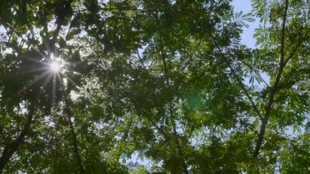 Foglia Verde Giornata Sole Linee Alto Albero Verde Dal Basso — Video Stock