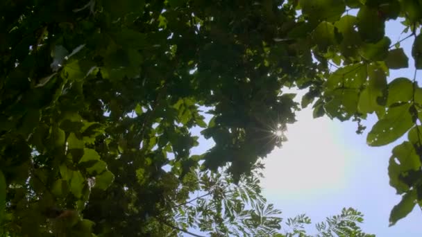 Zielony Liść Słoneczny Dzień Linie Wysoki Zielony Drzewo Dołu Widoku — Wideo stockowe