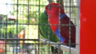 Grupta kuş, kavram hapsetmek