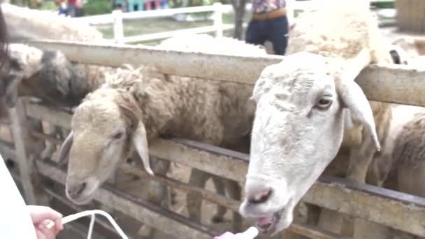 Asiático Lindo Niño Alimentación Oveja Cabra Sus Manos Cámara Lenta — Vídeos de Stock