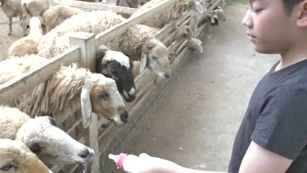 Asiatico Carino Bambino Alimentazione Pecore Capre Dalle Sue Mani Rallentatore — Video Stock