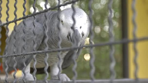 Птица Ферме Заключенная Концепция — стоковое видео