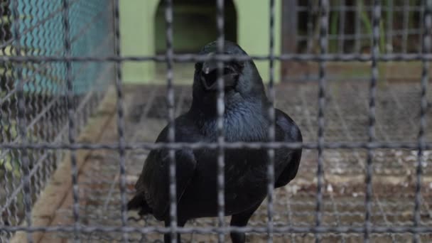 Vogel Bauernhof Gefängniskonzept — Stockvideo