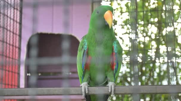 Vogel Bauernhof Gefängniskonzept — Stockvideo