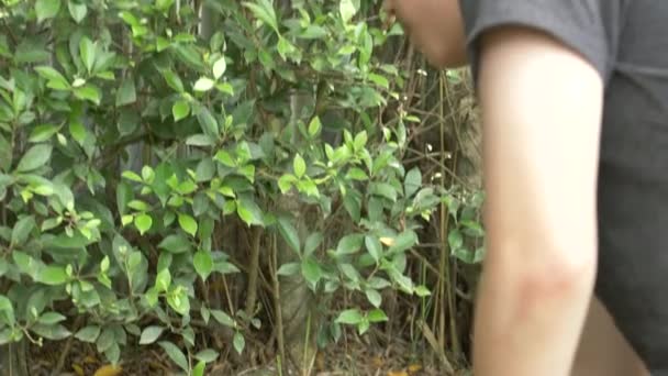 Asian Cute Child Boy Feeding Rabbits Hands Preteen Farm Animals — Stock Video