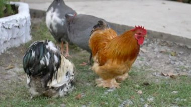 Ücretsiz aralığı tavuk: Tavuk ndaki ücretsiz bir küçük ülke çiftlikte....