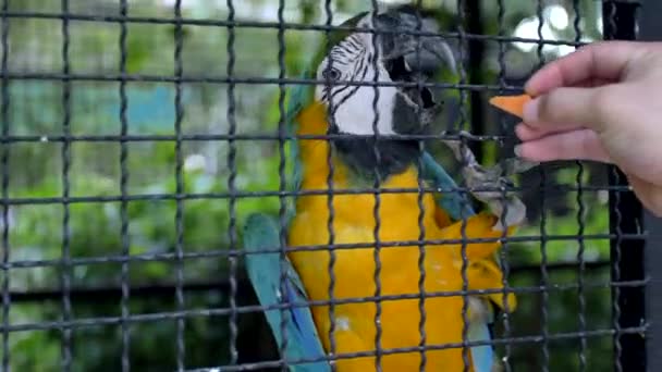 Grupta Kuş Kavram Hapsetmek — Stok video