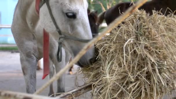 Gros plan d'un cheval de baie, mangeant du foin à la ferme 