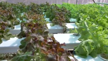 Yeşil salata ve sera sebze büyüyen. Serada, Hydroponic Büyüyen bahçıvan arka plan bulanıklık. çiğ gıda, 4k el atış.