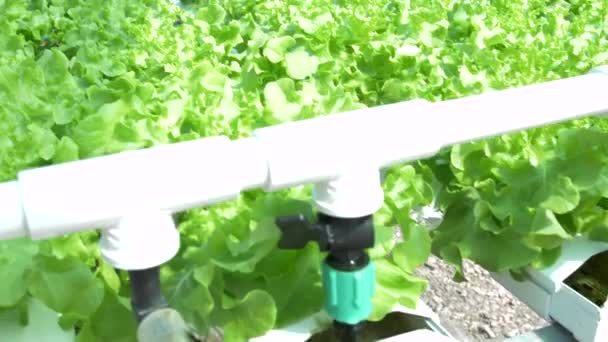 在温室里种植绿色的沙拉和蔬菜 水培生长在温室 模糊园丁的背景 手持式生食镜头 — 图库视频影像