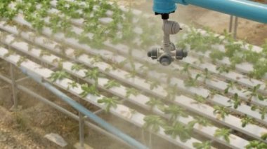 Su sulama sis Hydroponic sebze ekimi çiftliğinde. 4 k yavaş hareket. Tayland.