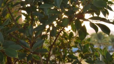 Gün batımı çok güzel. Rüzgâr ağacı yapraklarına vuran güneş..