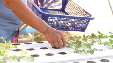Üst düzey el salata genç bitki hydroponics için büyüyen bir masaya koyar. Bahçıvan endüstriyel bir sera geçer. Salata satırında,