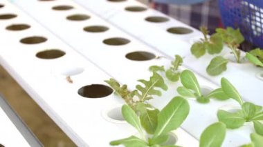 Üst düzey el salata genç bitki hydroponics için büyüyen bir masaya koyar. Bahçıvan endüstriyel bir sera geçer. Salata satırında,