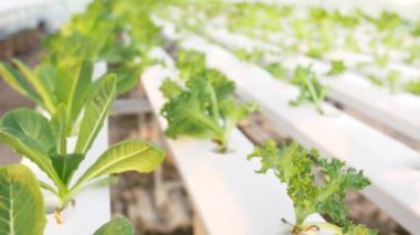 hydroponic plantasyon n salata hattı,